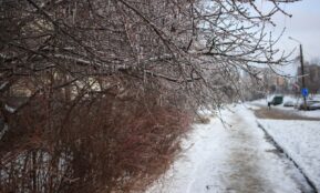 Bare tree branches covered in ice along a snowy path.