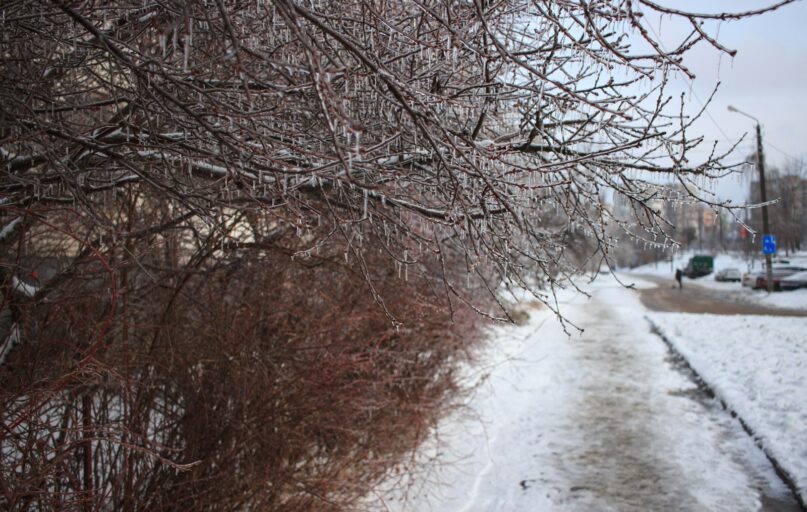 Bare tree branches covered in ice along a snowy path.