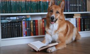 A dog lies on the floor reading a book.