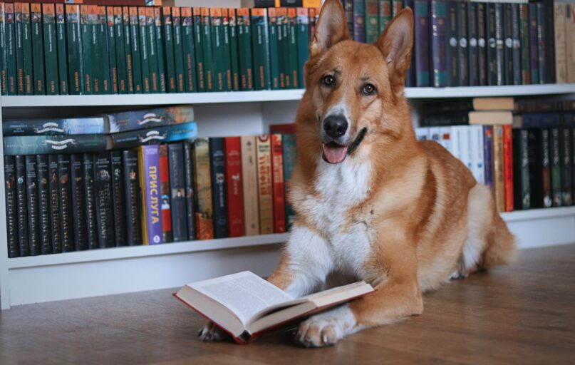 A dog lies on the floor reading a book.