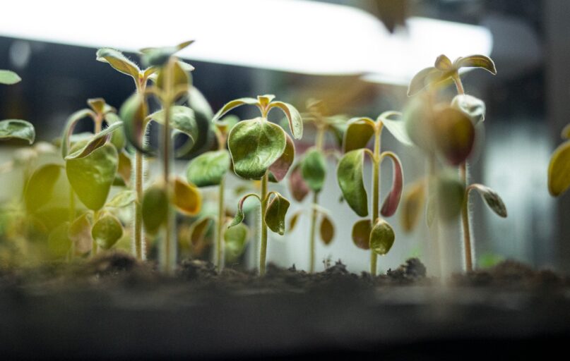 green and white flower buds
