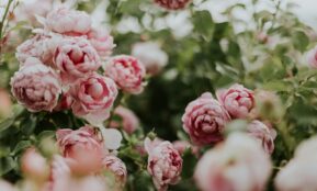 pink flowering green outdoor plant