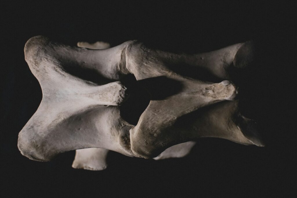 a close up of a human skull on a black background