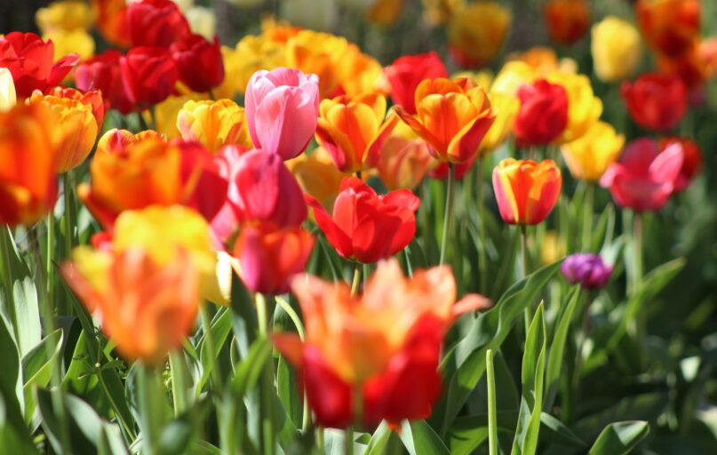 assorted flowers in macro shot photography during daytime