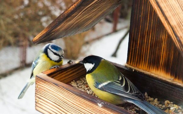 Kuo lesinti paukščius žiemą? Specialistai pasakė, kaip turėtumėte elgtis ir ko geriau nedaryti
