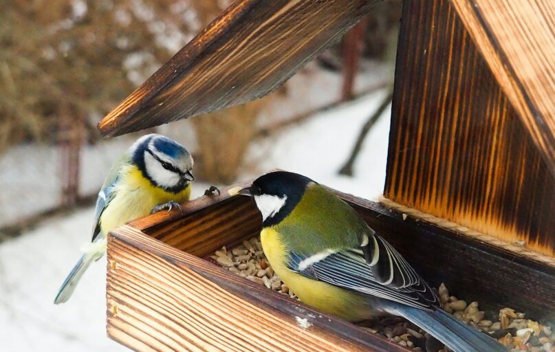 yellow black and white bird on brown wooden bird house