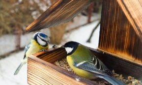 yellow black and white bird on brown wooden bird house