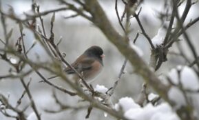 brown and gray bird on tree branch