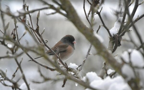 Palikai sušalusį ežiuką ar sužeistą paukštį? Klaida, kurią žiemą daro tūkstančiai lietuvių