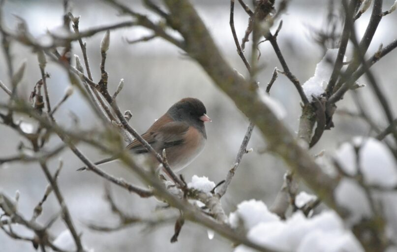 brown and gray bird on tree branch