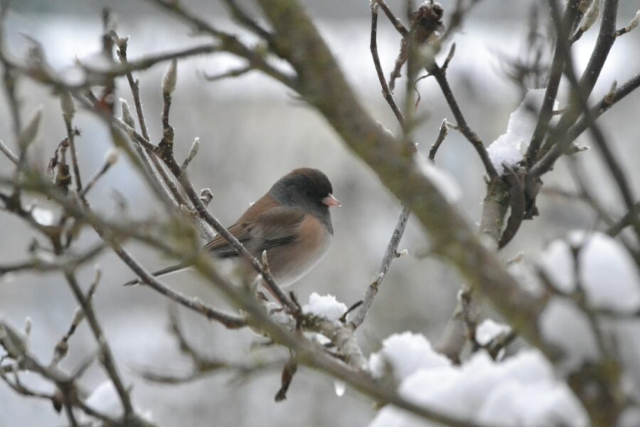 brown and gray bird on tree branch
