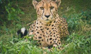 Cheetah lying on green grass ground during daytime