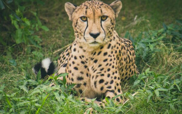 Paslaptingi mumifikuoti gepardai: 1,5 milijono metų senumo atradimas gali padėti išgelbėti rūšį