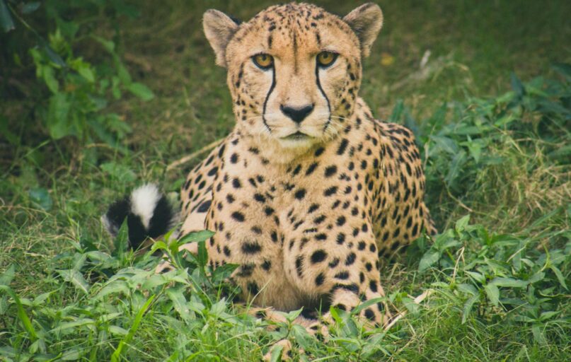 Cheetah lying on green grass ground during daytime