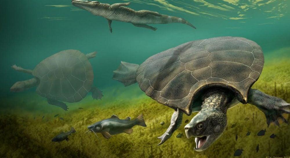 Milžinas, kuris pralenkė net ir laiką: kaip atrodė toną svėręs vėžlys, valdęs Pietų Amerikos upes?