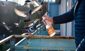 Kaip atsikratyti balandžių: natūralus būdas su kajeno pipirais