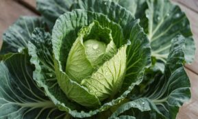 Kopūstų nauda sveikatai: kodėl ši daržovė yra tikras maistinių medžiagų lobis