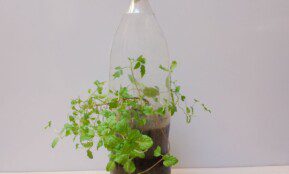 Atidžiai skaitykite: žiemos sėja buteliuose padės užauginti daigus be jokio papildomo darbo!