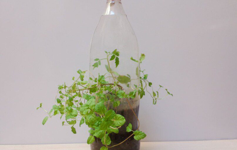 Atidžiai skaitykite: žiemos sėja buteliuose padės užauginti daigus be jokio papildomo darbo!