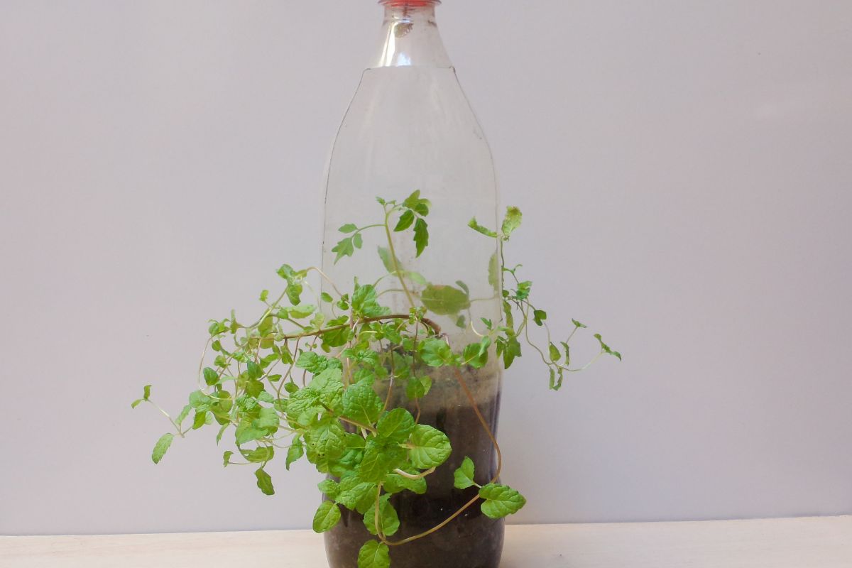 Atidžiai skaitykite: žiemos sėja buteliuose padės užauginti daigus be jokio papildomo darbo!