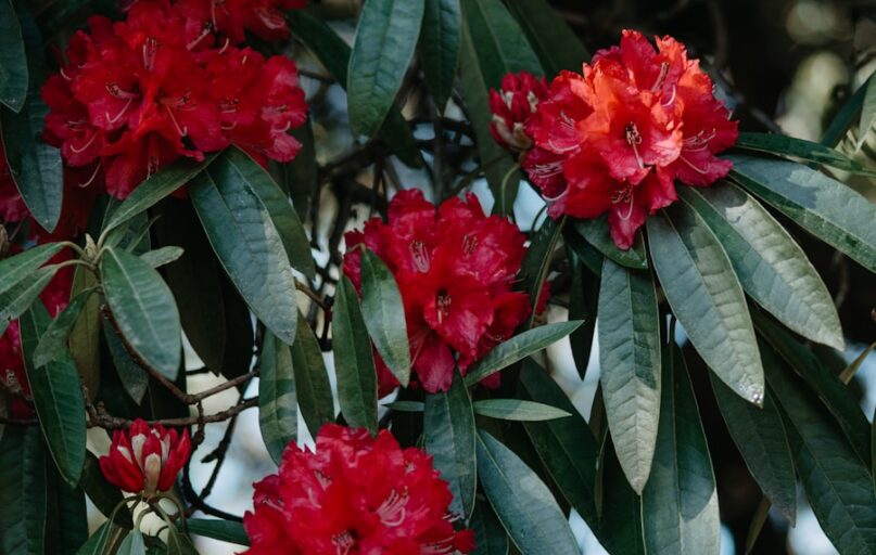 a tree with red flowers and green leaves
