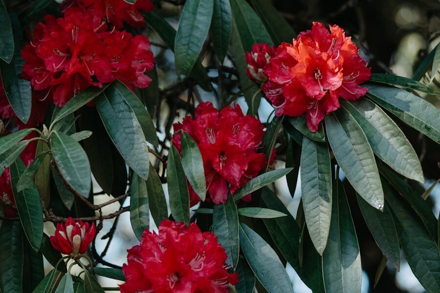 a tree with red flowers and green leaves