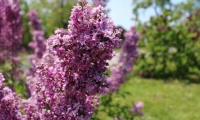 purple flowers in a field of green grass
