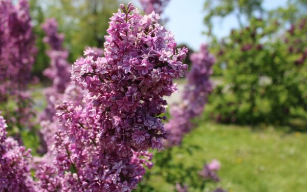Kaip auginti alyvą sode, kad ji džiugintų dešimtmečius? Ekspertai pasidalino naudingais patarimais