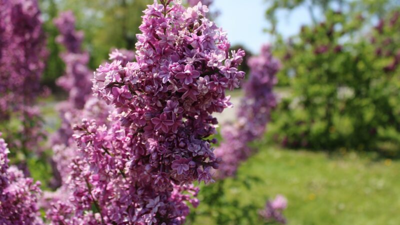 Kaip auginti alyvą sode, kad ji džiugintų dešimtmečius? Ekspertai pasidalino naudingais patarimais