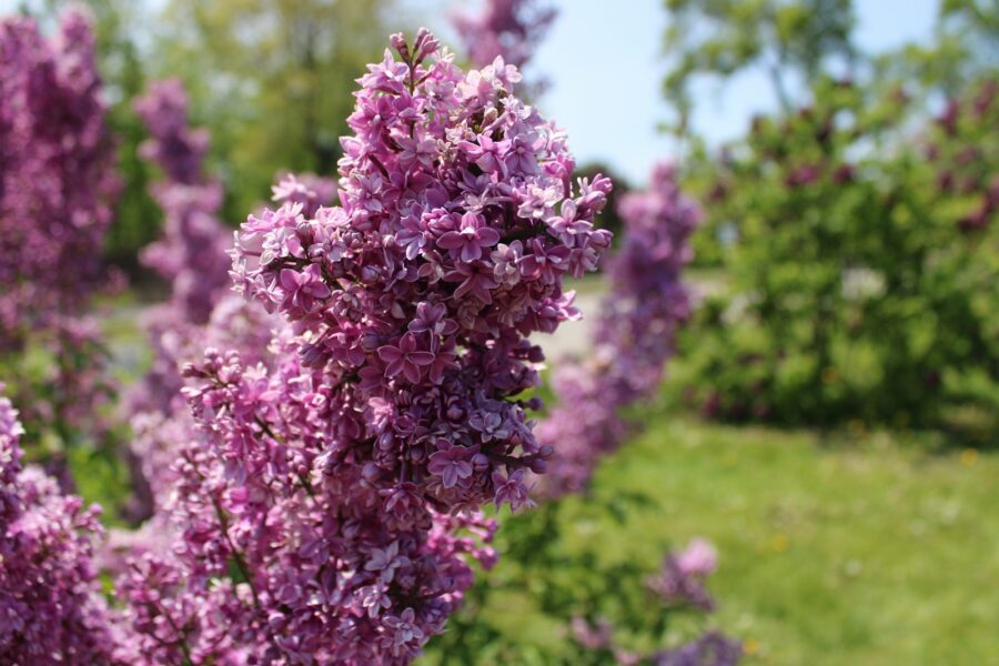 purple flowers in a field of green grass
