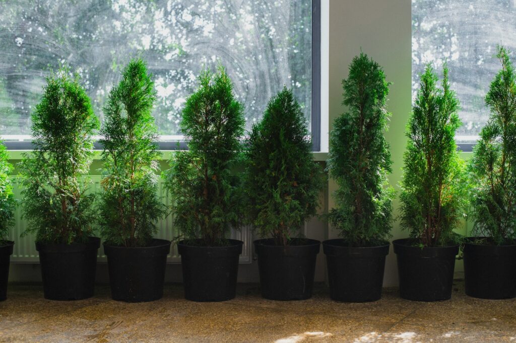 a group of trees in a room