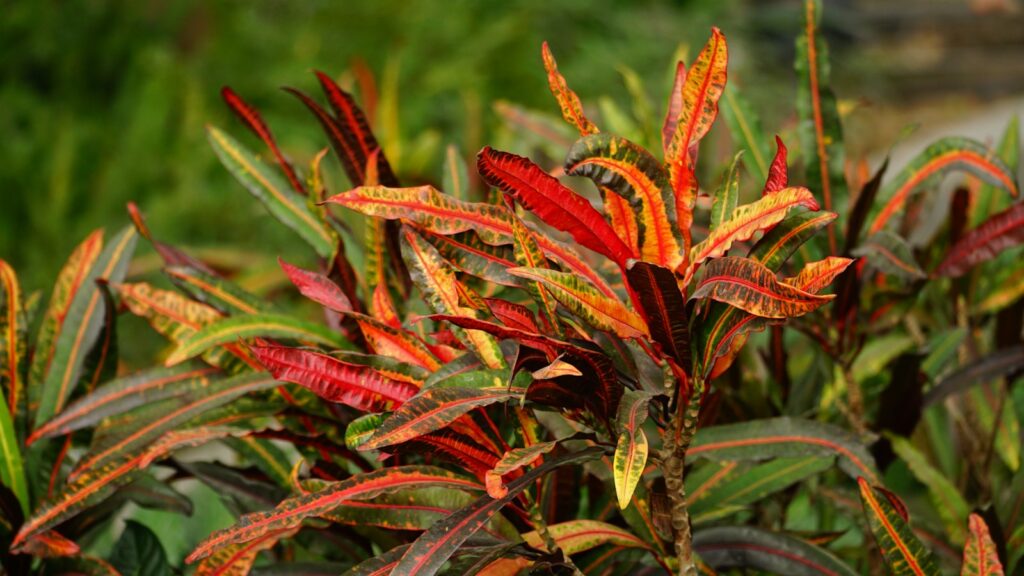 Colorful croton plant with vibrant red and green leaves.