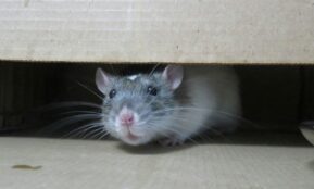 white mouse on brown cardboard box
