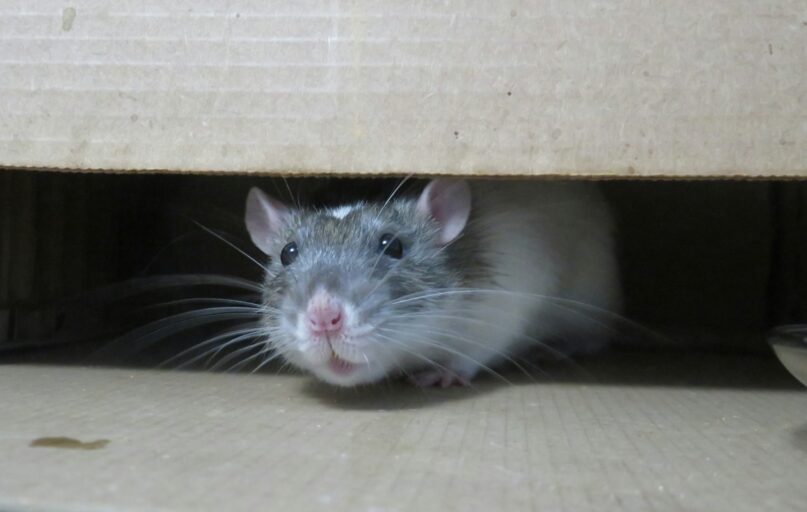 white mouse on brown cardboard box