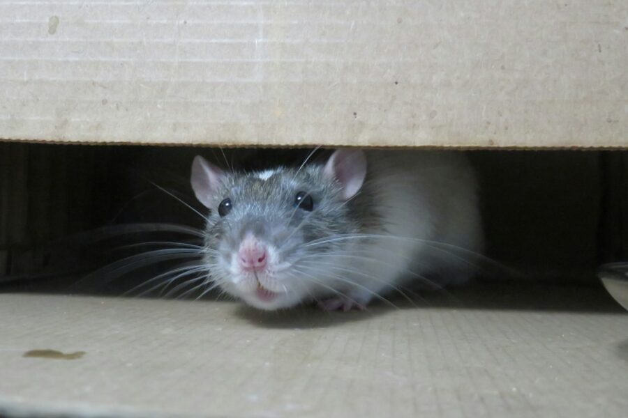 white mouse on brown cardboard box