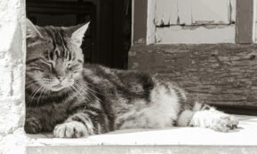 a black and white photo of a cat laying down