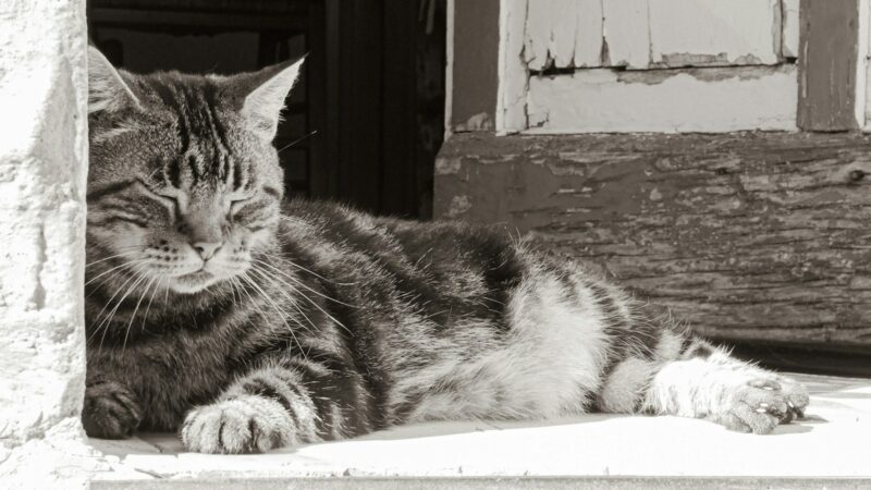 Europinis trumpaplaukis ar tiesiog paprastas katinas? Ši stulbinanti tiesa šokiruos tūkstančius lietuvių