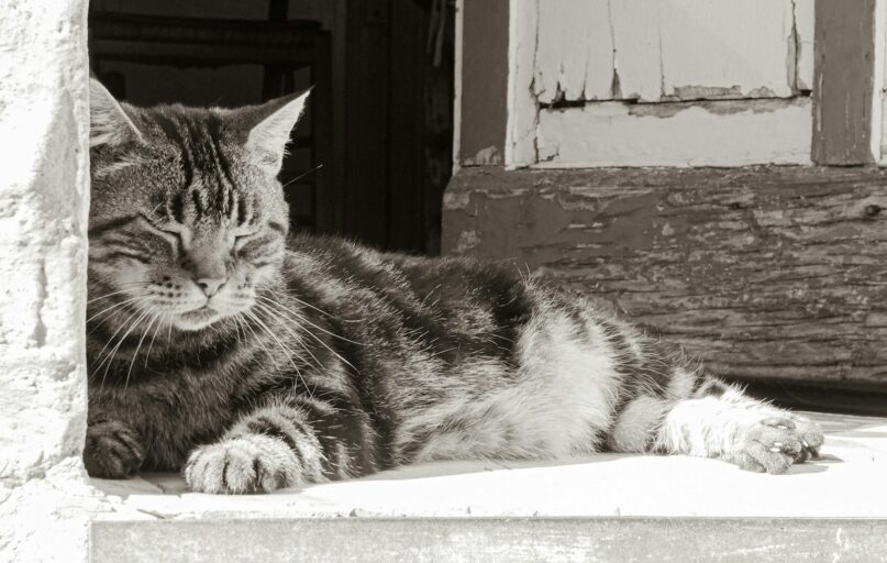 a black and white photo of a cat laying down