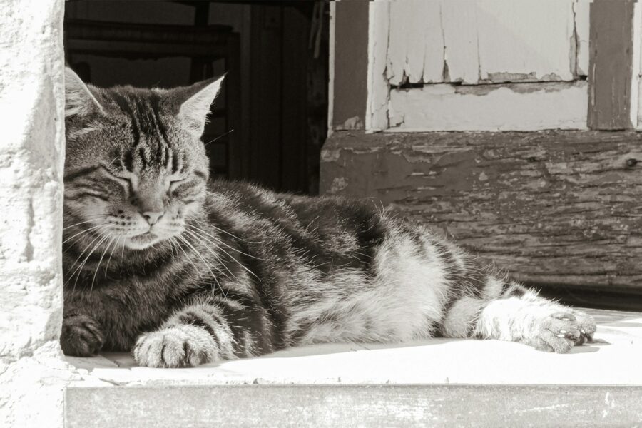 a black and white photo of a cat laying down
