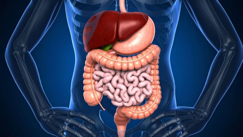 Revoliucija transplantologijoje: 3D spausdintos kepenys suteiks laiko pacientų regeneracijai