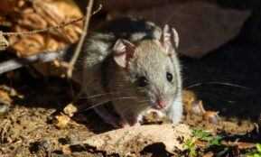 brown rodent on brown dried leaves