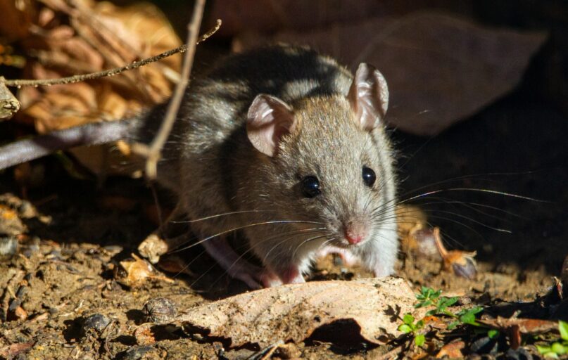 brown rodent on brown dried leaves