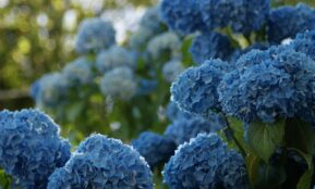 green and white flower in close up photography during daytime