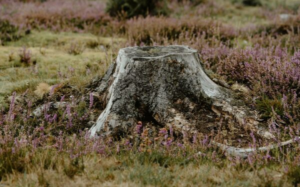 Ką daryti su likusiu kelmu? Trys natūralūs būdai, kuriems nereikia nei traktoriaus, nei chemijos