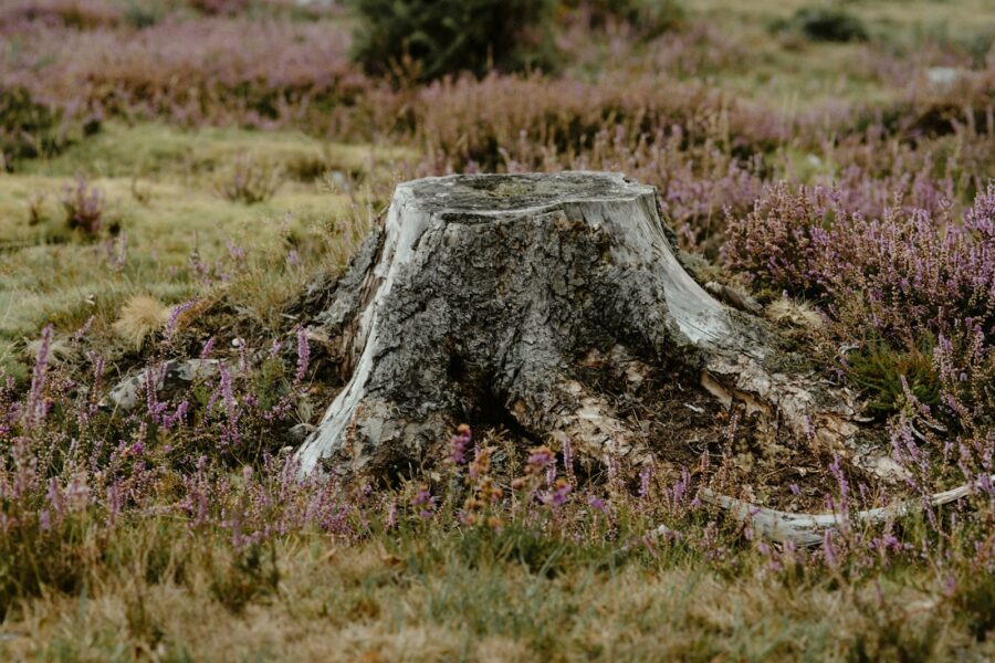 cut tree