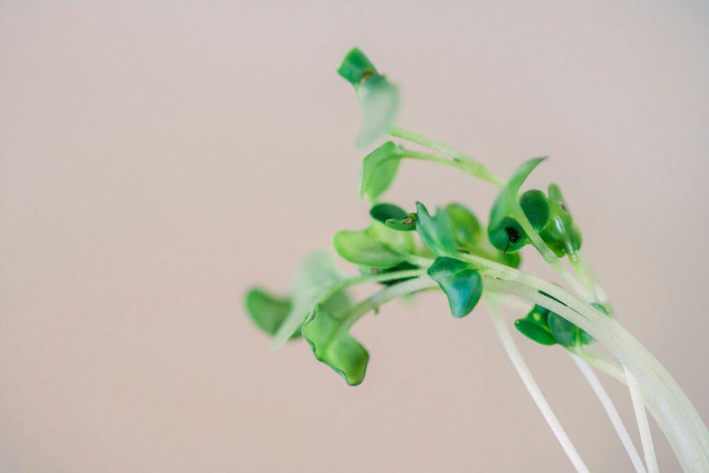 Dažniausios klaidos sėjant žiemą