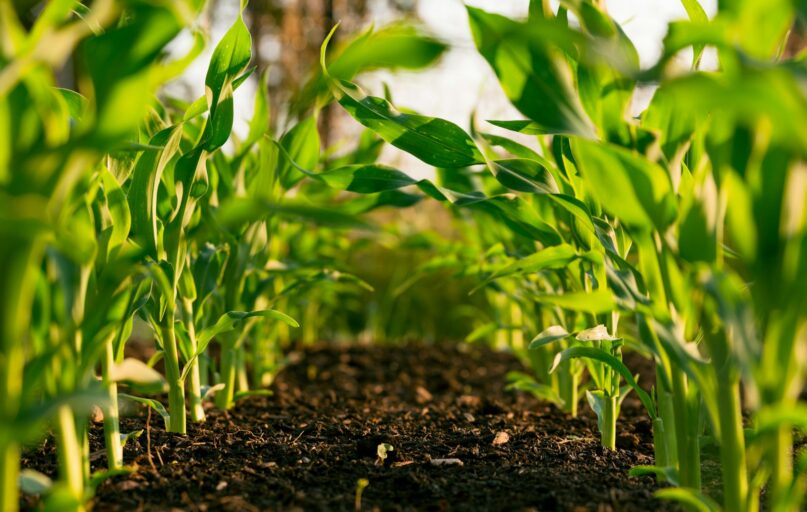 green plant on brown soil