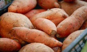 A pile of sweet potatoes in a basket.