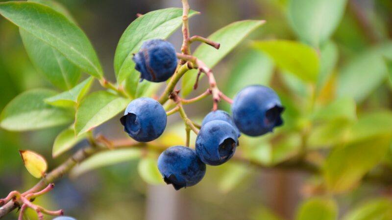 Geriausi ir blogiausi šilauogių kaimynai: pasakė tai, ką turi žinoti kiekvienas sodininkas