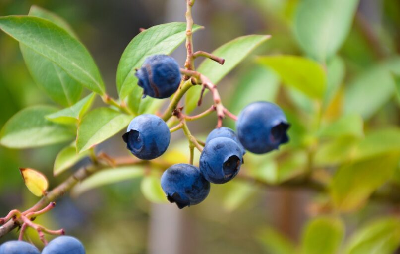 blue round fruit on green leaf